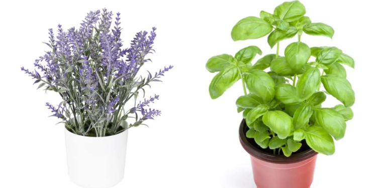 7 plants to have at home to ward off spiders, flies and mosquitoes ...